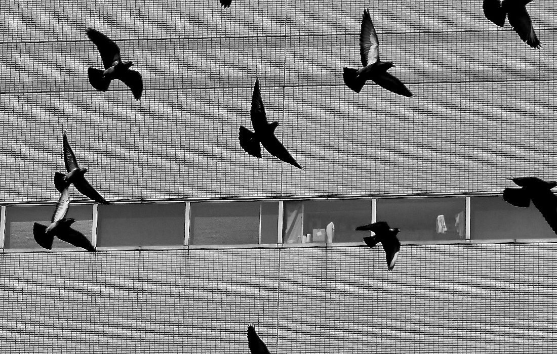 rvs-kabelnetten-vogelwering-netten-mesh-solutions 2