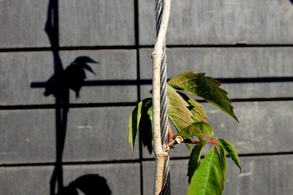 rvs-klimhulpsysteem-spankabel-mesh-solutions groene gevels