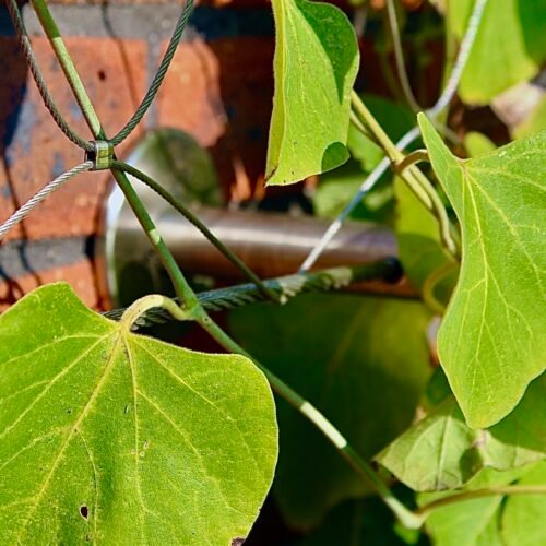 Groengevel-kabelnetten-afstandhouder-mesh-solutions