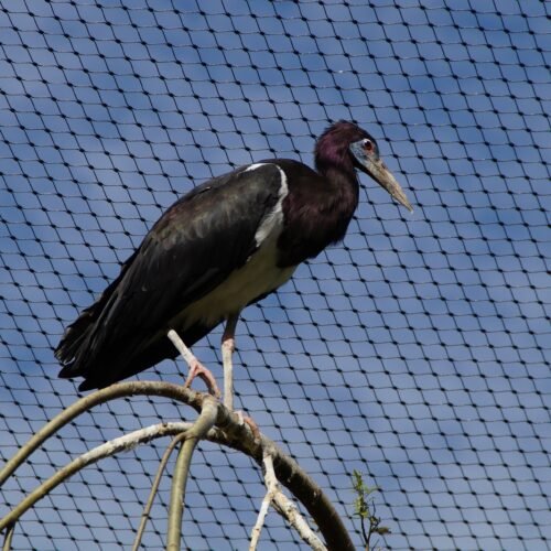 dierenverblijf-rvs-kabelnet-mesh-solution