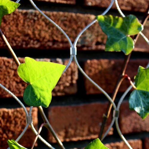 Verticale tuin