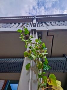 RVS-kabel-groene-gevel-maatwerk