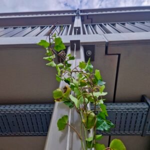 RVS-kabel-groene-gevel-maatwerk