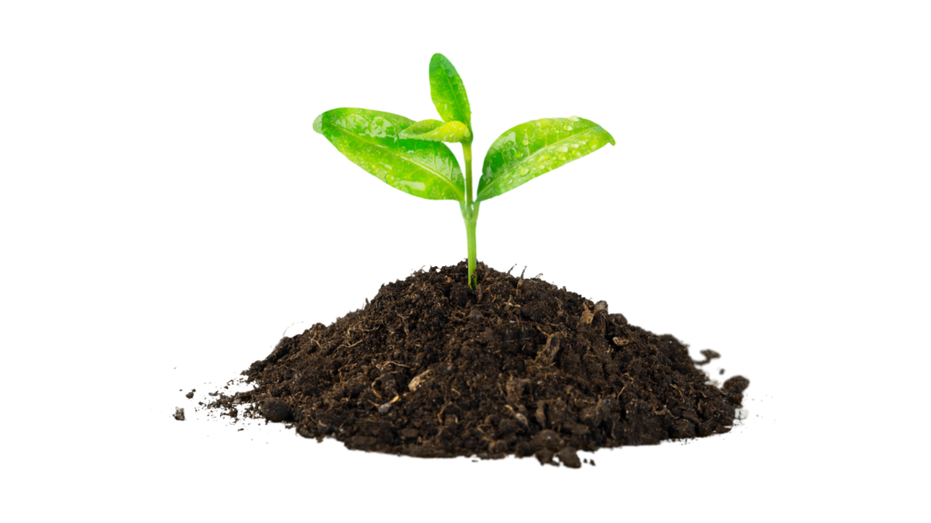 Groeiende plant - Mesh Solutions