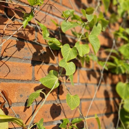 Groene gevel met kabelnet - Mesh Solutions