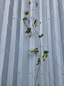 Groene gevel met kabelnetten - Mesh Solutions