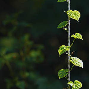 Plant om RVS kabel - Mesh Solutions