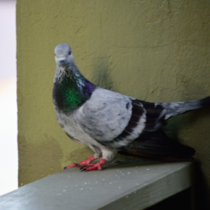 Duif op balkon - Mesh Solutions