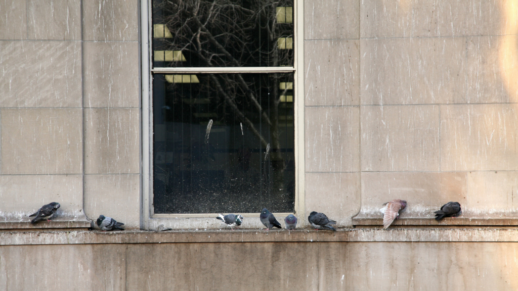 Duiven op gebouw zonder netten - Mesh Solutions