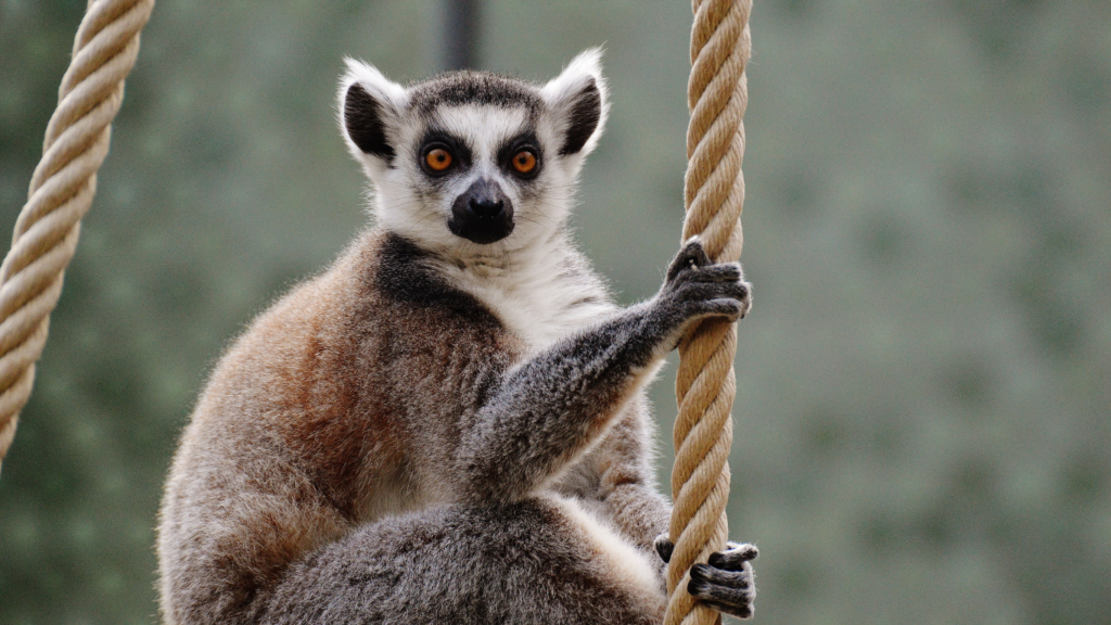 Maki - dierentuin verblijf - Mesh Solutions